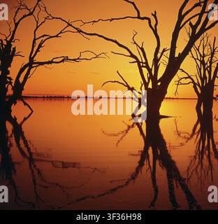 Silhouette di alberi River Red Gum morti (Eucalyptus camaldulensis) che si ergono nel lago Bonney nella regione di Riverland al tramonto. Australia meridionale. Foto Stock
