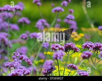 Farfalla pavone che si nutre di Verbena bonariensis, estate agosto Foto Stock