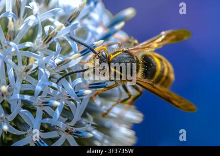 Macro estremo di un insetto impollinatore che si nutre di un fiore di cardo globoso Foto Stock