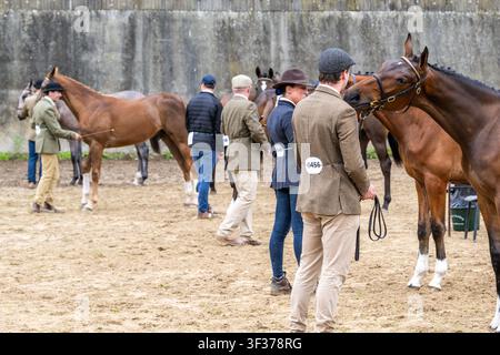 Anello di spettacolo alla Leap Horse and Pony Show, West Cork, Irlanda. Foto Stock