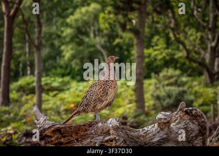 Una femmina di fagiano nel bosco, in una giornata estiva Foto Stock
