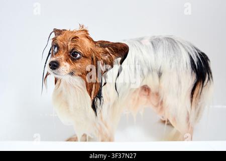 Cane Papillon bagnato e buffo in piedi in bagno durante il processo di lavaggio. L'animale domestico spaniel di razza pura sembra triste e carino dentro la vasca bianca, in attesa della toelettatura a Foto Stock