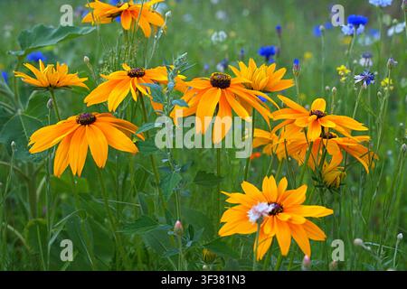 Prima piano di una rudbeckia arancione in fiore su uno sfondo di graminacee fiorite. Foto di alta qualità Foto Stock