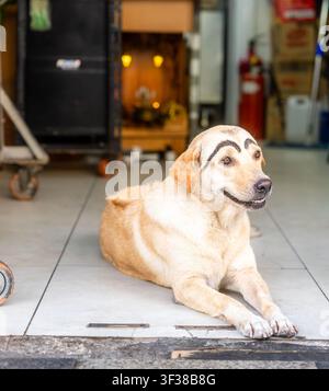 Cane meticcio di colore chiaro con marcature scure distinte sopra gli occhi, sdraiato su un pavimento piastrellato all'ingresso di un negozio in Vietnam. Foto Stock