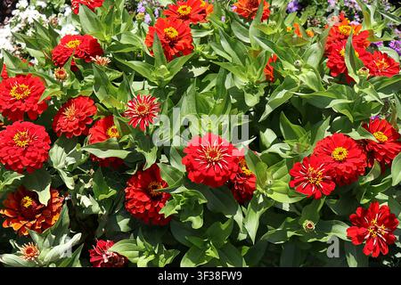 Mainz, Renania-Palatinato, Germania – Fiori di zinnia rosso acceso in fiore nel parco cittadino di Mainz Foto Stock