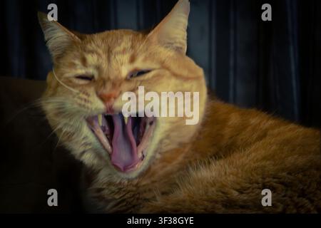 Ritratto ravvicinato di un gatto domestico tigrato color zenzero che sbadiglia Foto Stock