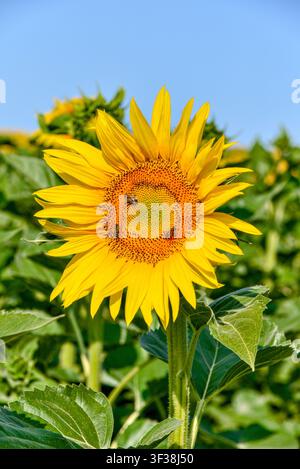 Ape che si nutrono di polline di un girasole in fiore precoce su terreni agricoli – Francia centrale. Foto Stock