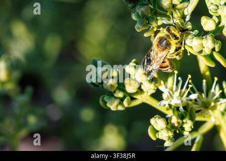 fotografia macro di un'ape mellifera Foto Stock