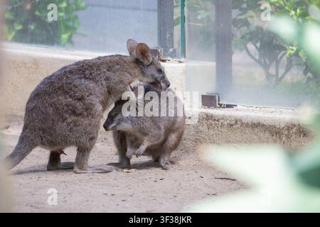 Due wallaby che interagiscono in un recinto all'aperto Foto Stock