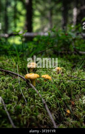 IMMAGINE A TEMATICA - Ricerca di funghi, raccolta di funghi. Nell'immagine: funghi uovo freschi, chiamati anche chanterelle vere nel bosco. Scattato il 21.07.2026 nel Tennengau e nel Pongau, Salisburgo. Credit: APA-Images/Alamy Live News Foto Stock