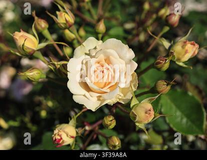 Rosa da giardino panna e albicocca in piena fioritura circondata da boccioli al Giardino Botanico di Tallinn, Estonia. Foto Stock