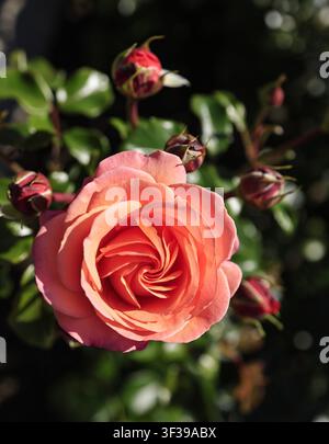 Rosa da giardino rosa salmone in piena fioritura circondata da boccioli rosso scuro al Giardino Botanico di Tallinn, in Estonia. Foto Stock