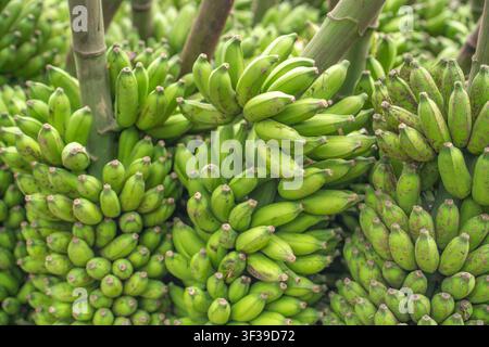 Una vista ravvicinata di più grappoli di banane verdi non mature appesi a uno stelo di pianta simile al bambù. Foto Stock