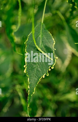Foglia verde con vene visibili e punta appuntita nel Giardino Botanico di Tallinn, Estonia. Foto Stock