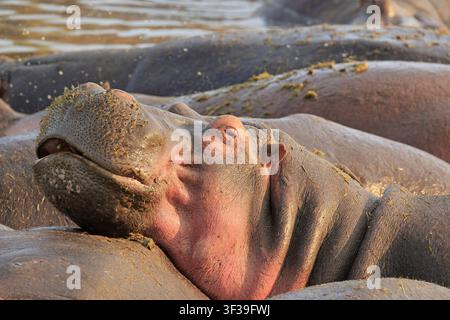 Ippopotamo, Hippopotamus amphibius sommerso in un fiume del Serengeti National Park, valle di Seronera, Tanzania, Africa Orientale. Foto Stock