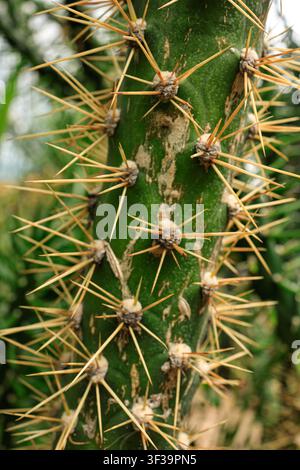 Primo piano dello stelo di un cactus con lunghe spine dorate al Giardino Botanico di Tallinn, in Estonia. Foto Stock