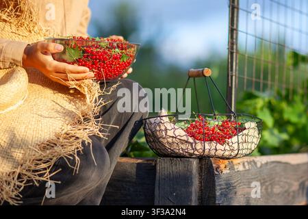 Ribes rosso appena raccolto nel giardino estivo. Un contadino tiene bacche rosse mature raccolte e messe in un cesto e una ciotola di vetro al tramonto. Foto Stock