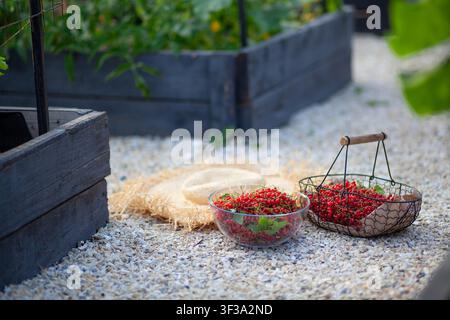 Ribes rosso appena raccolto nel giardino estivo. Bacche rosse mature raccolte e messe in un cesto e in una ciotola di vetro tra le aiuole rialzate nella fattoria Foto Stock