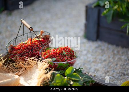 Ribes rosso appena raccolto nel giardino estivo. Bacche rosse mature raccolte e messe in un cesto e in una ciotola di vetro. Frutta coltivata biologicamente Foto Stock