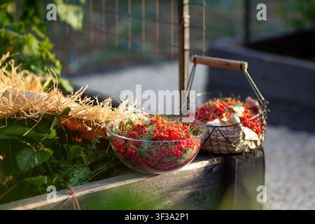 Ribes rosso appena raccolto nel giardino estivo. Bacche rosse mature raccolte e messe in un cesto e in una ciotola di vetro. Frutta coltivata biologicamente Foto Stock