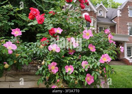 Rosa rampicante su un muro di pietra in un giardino anteriore Foto Stock