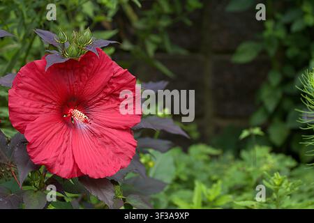 Vibrante fiore di ibisco rosso che sboccia brillantemente contro foglie viola scuro e fogliame verde del giardino. Foto Stock