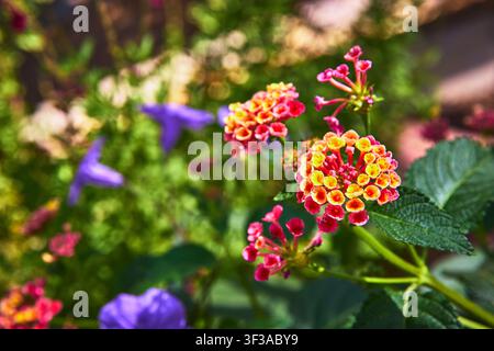 Fioritura colorata di Lantana in primo piano con foglie verdi e sfondo sfocato morbido Foto Stock