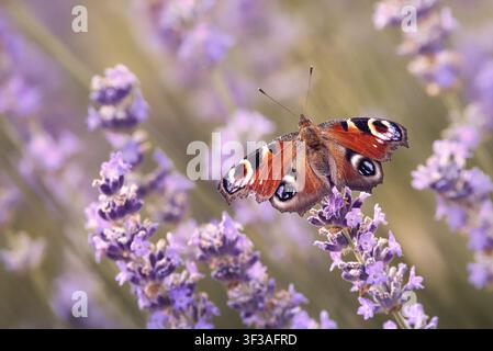 Farfalla bella-dama (Aglais io) su lavanda, Renania-Palatinato, Germania Foto Stock