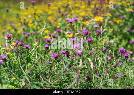 Una vista ravvicinata di un bombo che raccoglie polline dalle vivaci teste floreali viola di una pianta di cardo. L'ape è circondata da un campo di fiori Foto Stock