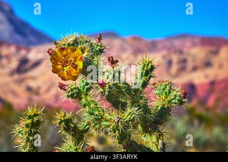 Prima piano di un fiore di cactus con montagne colorate di roccia rossa nel canyon e cielo blu Foto Stock