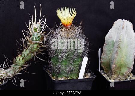 Cacto Astrophytum capricorne in fiore con fiore giallo in vaso accanto ad altre piante rare da collezione di cactus. Foto Stock