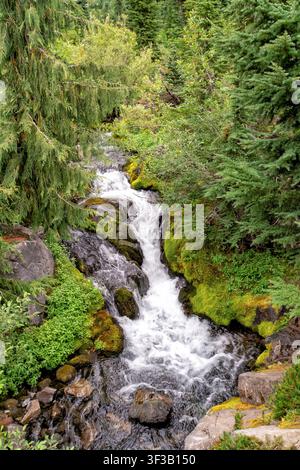 L'acqua si riversa su rocce muschiose attraverso una fitta foresta verde. Il torrente che cade luccica sotto una luce naturale soffusa. Felci vibranti e pini incorniciano la gola Foto Stock