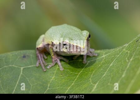 Una rana arborea grigia (Dryophytes versicolor) o forse la rana arborea grigia di Cope (Dryophytes chrysoscelis) mimetizzata con colore verde seduta su un mi comune Foto Stock
