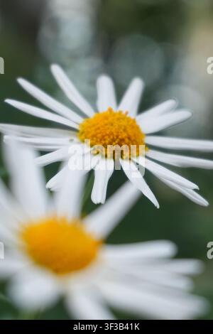 Due margherite bianche davanti a una fioritura sfocata, macro botanico del giardino Foto Stock