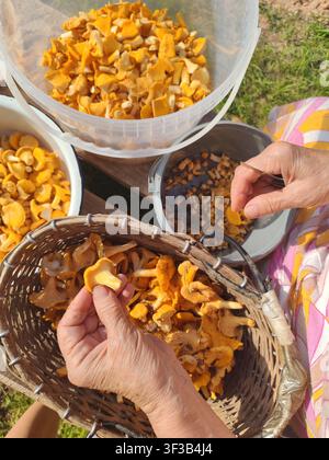 Nonna che pulisce finferli freschi con un coltello, preparando una raccolta di bosco per la conservazione in aceto in un ambiente domestico rustico Foto Stock