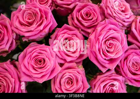 Un primo piano visto dall'alto pieno di vivaci fiori di rosa rosa che mostrano petali a spirale stratificati in una densa composizione floreale perfetta per il romanticismo o un Foto Stock