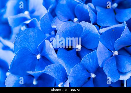 Un primo piano estremo (macro) di una testa di fiore di ortensia blu brillante che mostra delicati petali blu e minuscoli centri bianchi in una luce naturale soffusa Foto Stock