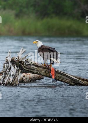 Aquila calva che mangia un salmone sockeye Foto Stock