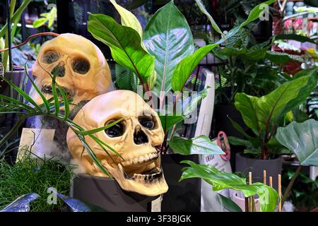 Due teschi decorativi posizionati tra lussureggianti piante d'appartamento verdi. Decorazione Halloween, esposizione botanica, arrangiamento di piante spaventoso, vetrina di vendita al dettaglio. Varsavia Foto Stock
