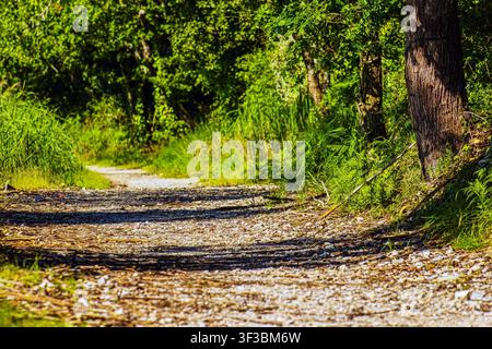 La luce del sole filtra attraverso gli alti alberi verdi Foto Stock