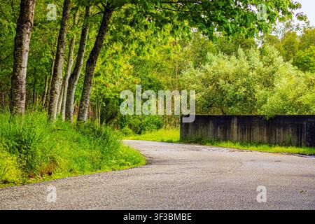 Sentiero di ghiaia tortuoso si snoda dolcemente attraverso la foresta verde Foto Stock