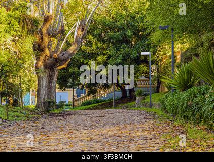 La luce del sole filtra attraverso gli alberi alti e frondosi Foto Stock