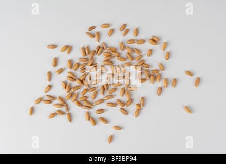 Granelli di segale sparsi isolati, mucchio di semi di frumento, semi di orzo secchi per il pane, pane integrale sano a base di spelta, mucchio di grani di segale su sfondo bianco Foto Stock