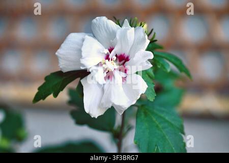 Primo piano di un fiore bianco e Hibiscus syriacus 'Speciosus' con centro rosa scuro Foto Stock