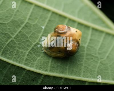 Fotografia macro di un ragno cacciatore di escrementi di uccelli (Cyrtarachne sp.) in riposo su una foglia verde. Foto Stock