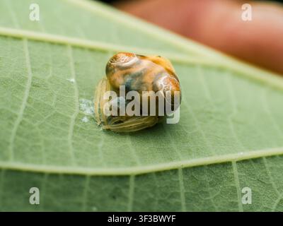 Fotografia macro di un ragno cacciatore di escrementi di uccelli (Cyrtarachne sp.) in riposo su una foglia verde. Foto Stock