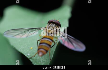 Fotografia macro dettagliata di una mosca volante che riposa su una foglia. Foto Stock