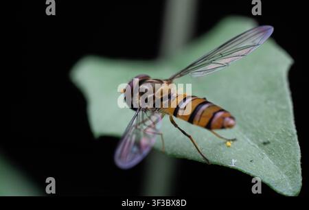 Fotografia macro dettagliata di una mosca volante che riposa su una foglia. Foto Stock