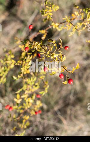 Vista verticale di un cespuglio di rosa selvatica con un ramo portafrutto in netto fuoco. Fotografato dall'alto con luce naturale autunnale e dolcemente Foto Stock