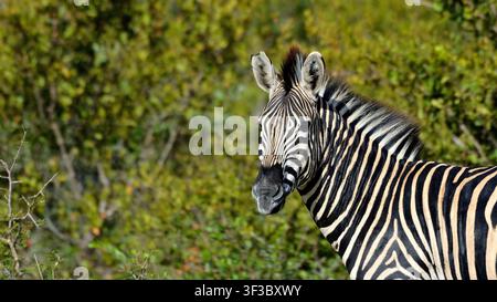 Prima pagina di una zebra nella Timbavati Private Nature Reserve, Sudafrica Foto Stock